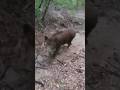 ぬた場からの突進 #有害駆除#くくり罠#猪#wildboar#日本犬物語