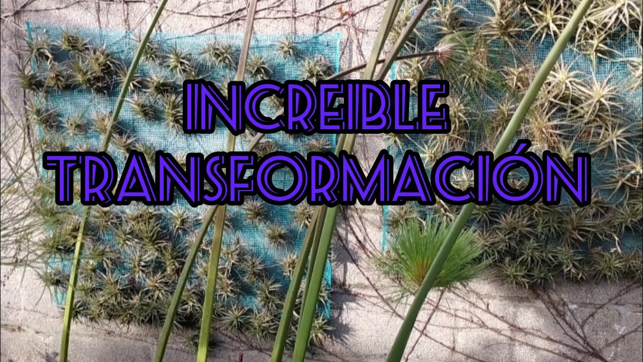 Transformación de antiguos cuadros en jardines verticales. Segunda Parte