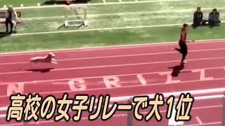 米高校の女子リレーでワンちゃんが1位でゴール
