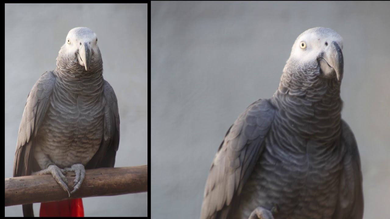 Durban Umgeni Bird Park