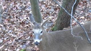 6 Point Birthday Buck!