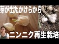 ⚫️再生栽培（１３）芽が出たニンニクから再生栽培／手軽に安心無農薬！
