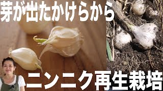 新にんにく　とれたよー ⚫️再生栽培（13）芽が出たニンニクから再生栽培／手軽に安心