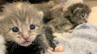 Itty bitty orphaned kittens were rescued in serious condition.