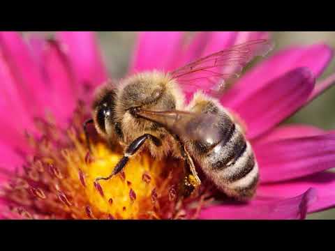 Притча о мухе и пчеле