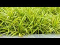 Spider Plant Growth - Important Tips