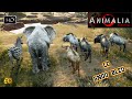 ANIMALIA SURVIVAL GAMEPLAY #8 ON INCARNE LE GNOU BLEU D&#39;AFRIQUE - FIGHT VS LION !