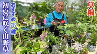 【山野草】初夏から購入できる夏の山野草ラインナップ PART1【花と緑のグリーンバレイ】