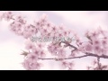 【泣ける歌】最新人気片思い失恋ソング。切ない別れの実話に号泣できる恋愛曲「君と桜を見に行きたい」歌詞付き フル 高音質 PV / 小寺健太