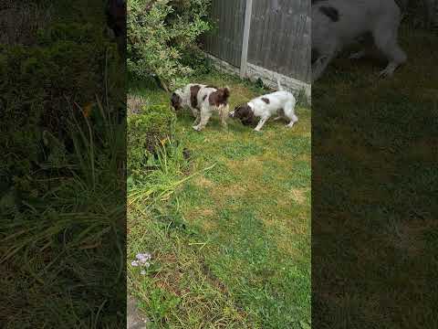 Dogs Are Funny Creatures #puppy #spaniel
