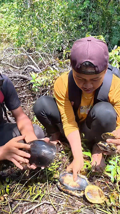 Download lagu Get 1 cute turtle family & big grilled eel #1350 #KOOKIKO