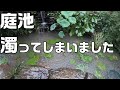 庭池にドブ貝投入＆豪雨で庭池白濁しました。(The pond is dirty with heavy rain)