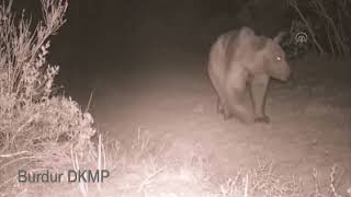 Burdurda Bozayı Fotokapanla Görüntülendi