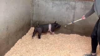 14-2 Cross Gilt