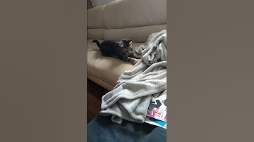 Thumbnail of L'épopée du laser : Mon chat en mode chasseur de lumière 😼🥰🌟