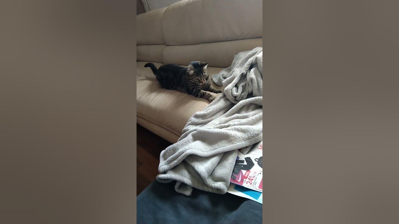 L'épopée du laser : Mon chat en mode chasseur de lumière 😼🥰🌟
