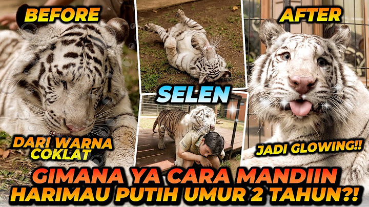 MANDIIN SELEN HARIMAU PUTIH UMUR 2 TAHUN ! GA BAHAYA TA ?!