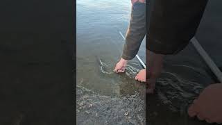 Small pike released #fyp #fishing #pike #pikefishing #fishingnorway