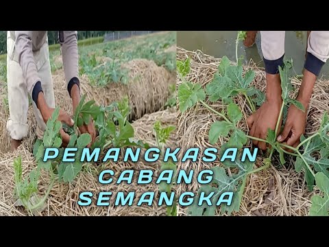 Cara Pemangkasan Cabang Semangka Agar Berbuah Besar / Part 3