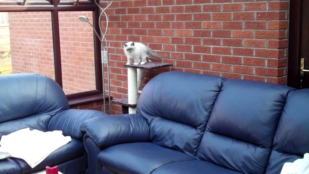Birman kittens first day home part 5 cat furniture unedited YouTube