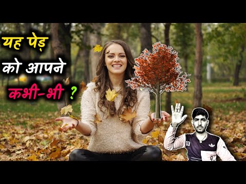 वीडियो: क्या मेपल का पेड़ अपने पत्ते खो देता है?