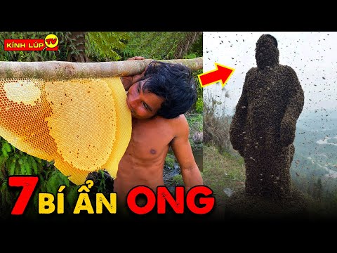 Video: 5 sự thật thú vị về loài ong - và cách bạn có thể giúp những loài côn trùng biến mất này