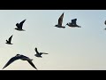 Голодные чайки в Евпатории ловят хлеб налету!