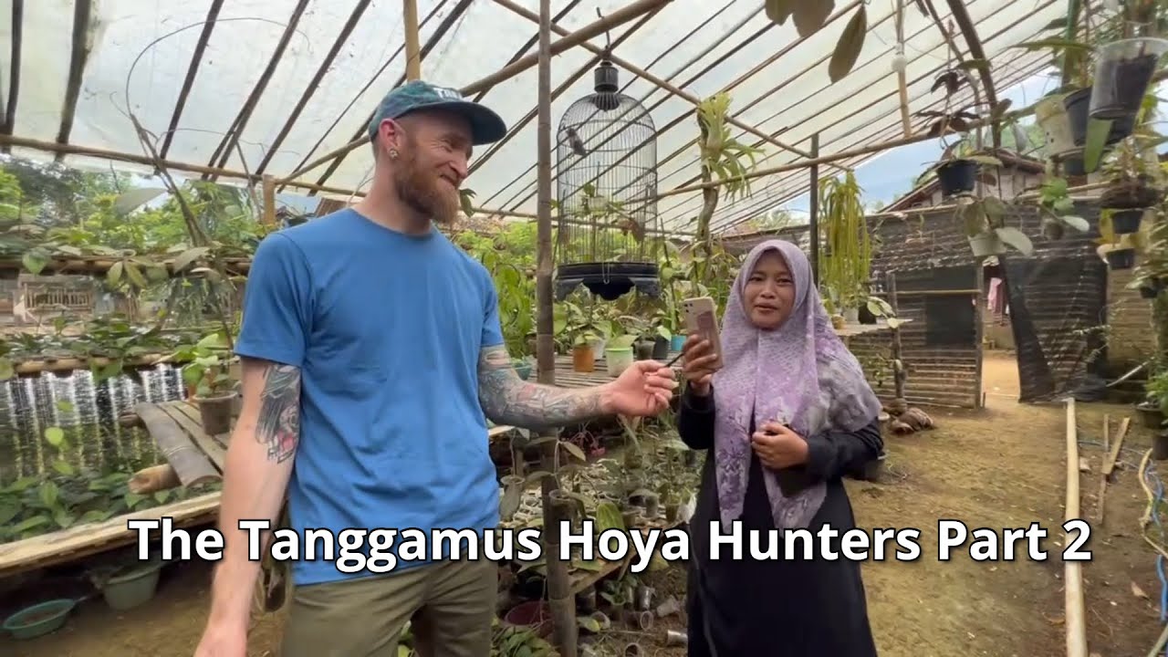 Tanggamus Hoya Hunters Part 2 YouTube