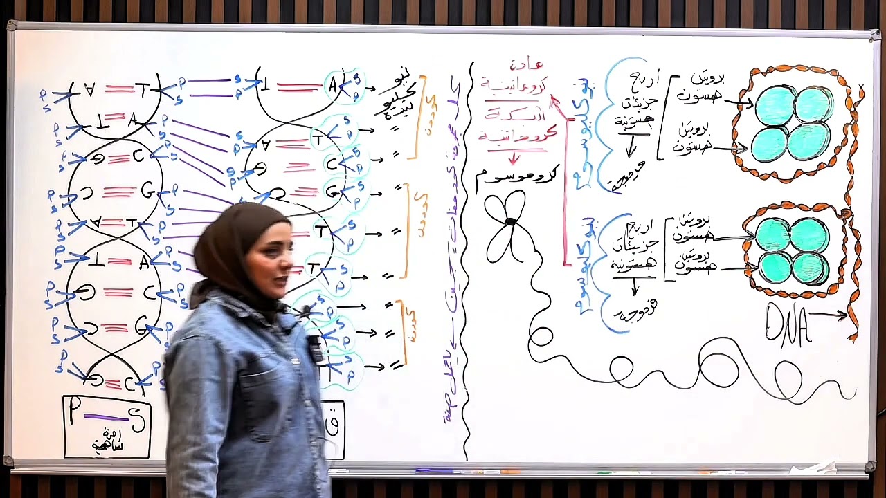 ست نورا الدايني فصل الوراثه المحاضره رقم 17