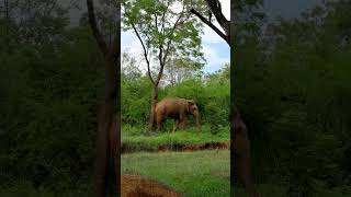 Elephants Mating Season In Sri Lanka - The Best Time To Do Your Safari - Book Your Safari Today