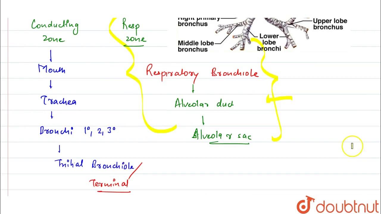 Even when there is no air in it, human trachea does not collapse due to