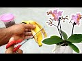 Buccia di banana - il miglior fertilizzante naturale per le tue orchidee! | Lo so