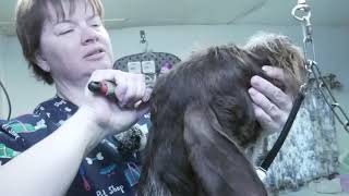 German Wirehair Pointer: Hand Strip: Instruction