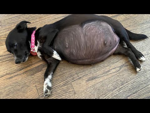 Helping Pregnant Mama Dog Give Birth Cute Puppies