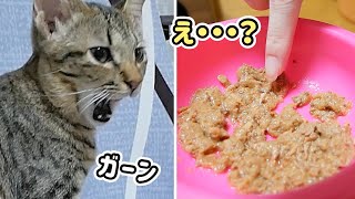 え・・・!?子猫のごはんの中に...