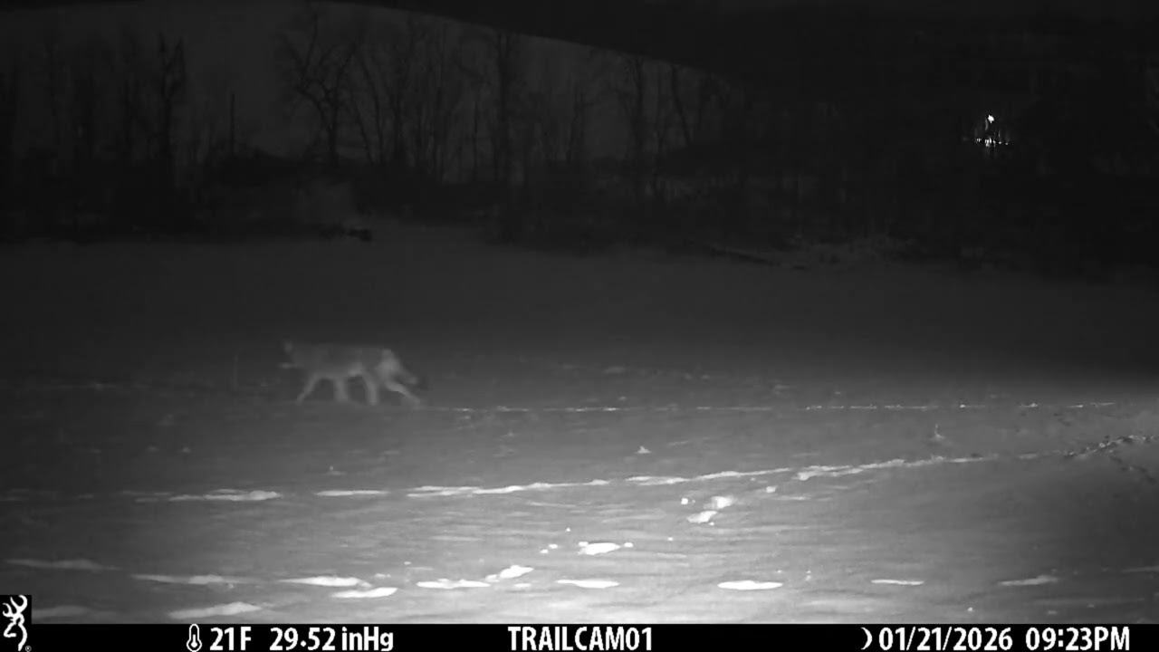 Look What's Lurking in the Dark