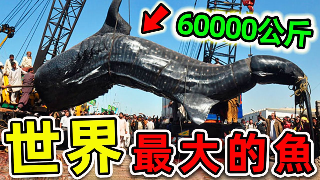 全世界最大的10種超級巨魚！大白鯊只排第3，第一名重達60000公斤，把鯨魚當食物吃。|#世界之最top #世界之最 #出類拔萃 #腦洞大開  #top10 #最大的魚