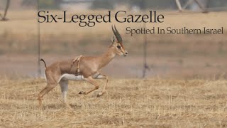 Extremely Rare Six-Legged Mountain Gazelle Spotted