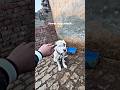 Street dog attack #dog #pitbull #pitbullpride #dogbreed #pitbulltype #dogtype #americanbully