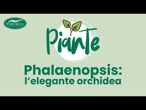 Wideo: Czym Różni Się Orchidea Od Phalaenopsis? 29 Zdjęć Phalaenopsis - Orchidea Czy Nie? Główne Różnice I Opis Gatunku