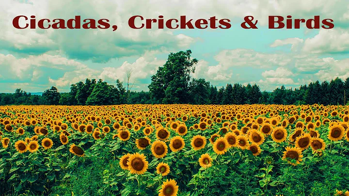 Afternoon Nap | Crickets, Cicadas, & Birds | Relaxing Nature sounds for Sleep, Study, or Meditation