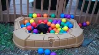 More Fun with the Fun Ballz