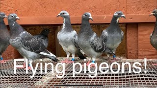 Flying pigeons!