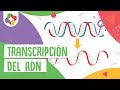 Transcripción del ADN - Educatina