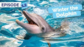 Download Emotional Reunion For Fisherman Who Helped Save Winter The Dolphin Youtube