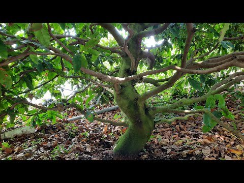 Video 11/9 Giao lưu 3 cây mai trực lắc hoành 47 ,48 ,58 -... - youtube