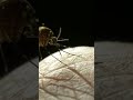The MOST DANGEROUS Insects on Earth?! p2 #shorts