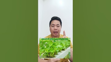 2 Nhóm Thực phẩm giúp giảm giảm Tiểu Buốt Tiểu Rắt, Viêm Đường Tiết Niệu