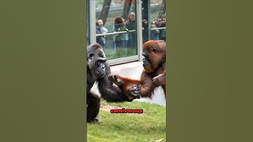 Gorilla VS Orangutan Met Illegally for The First Time in The World at Zoo!