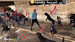 سوق الجمعة سوق الكلاب بانواعها وأسعارها كلاب قاتلة ومستوردة🐶😳